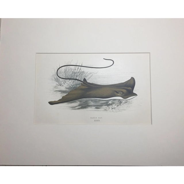 Eagle Ray Original Chromolithograph Print by Jonathan Couch, 1877 For Sale - Image 4 of 4