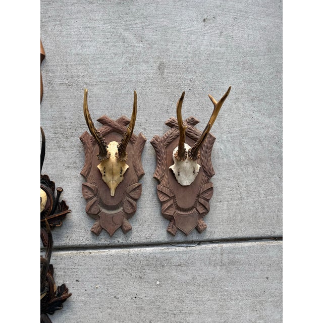 Rustic European Vintage European Roe Deer Antler Mount Collection — Set of 10 For Sale - Image 3 of 7