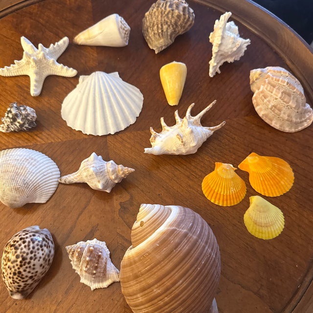 Perfect for coastal decor, Hollywood Regency accents, or elegant display under a glass cloche, this collection brings...