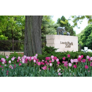 Lincoln Park Zoo Tulips Photograph by Josh Moulton For Sale