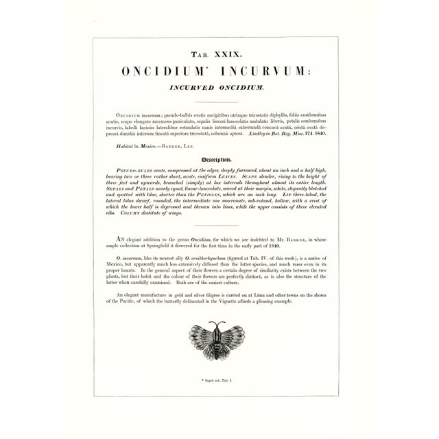 Realism Large 1973 Orchid Flower Lithograph "Oncidium Incurvum" (Incurved Oncidium) After James Bateman For Sale - Image 3 of 5