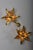 Metal Willy Daro Style Brass Double Flower Sconce from Massive Lighting, 1970s For Sale - Image 7 of 10