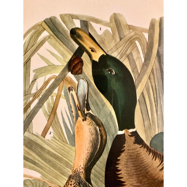 John James Audubon Pair of Audubon Folio Duck Prints John James Audubon Great Bird Paintings. Published 1964 Double Giltwood Rope Framed Linen Matte. For Sale - Image 4 of 12