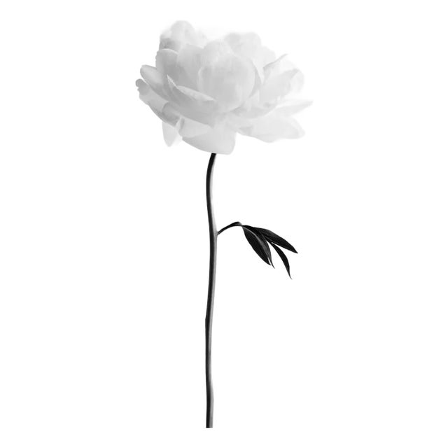 Ugne Pouwell, Peony No.13, 2025, Photo Paper, Edition 10 For Sale