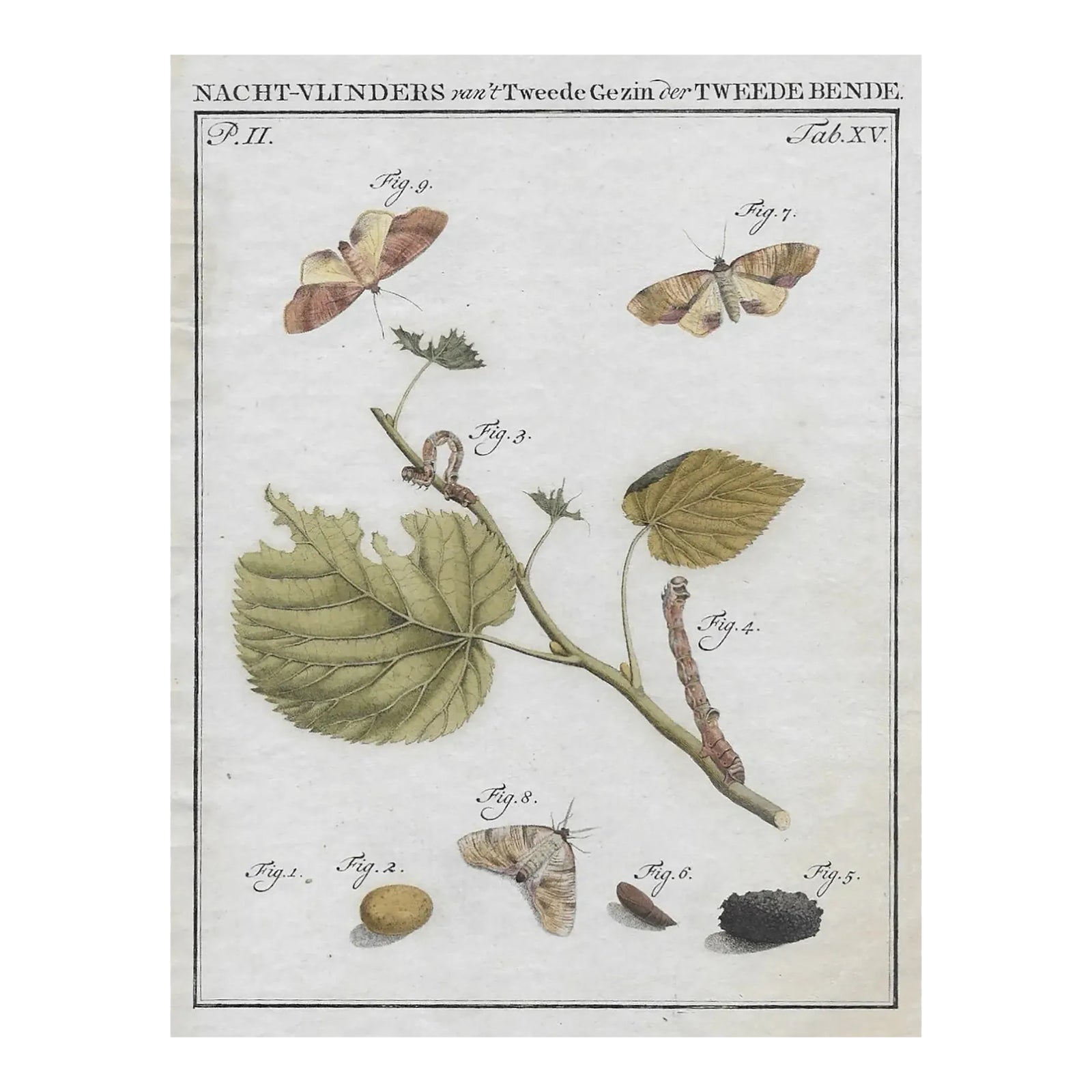 1762 Antique Moth Insect Engraving | Chairish