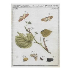 1762 Antique Moth Insect Engraving