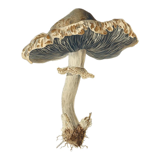 'Rancid Greyling' or 'Lyophyllum Rancidum' Mushroom - Original Botanical Herbarium Watercolor & Pencil Fine Art Print From...