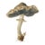 'Rancid Greyling' or 'Lyophyllum Rancidum' Mushroom - Original Botanical Herbarium Watercolor & Pencil Fine Art Print From...
