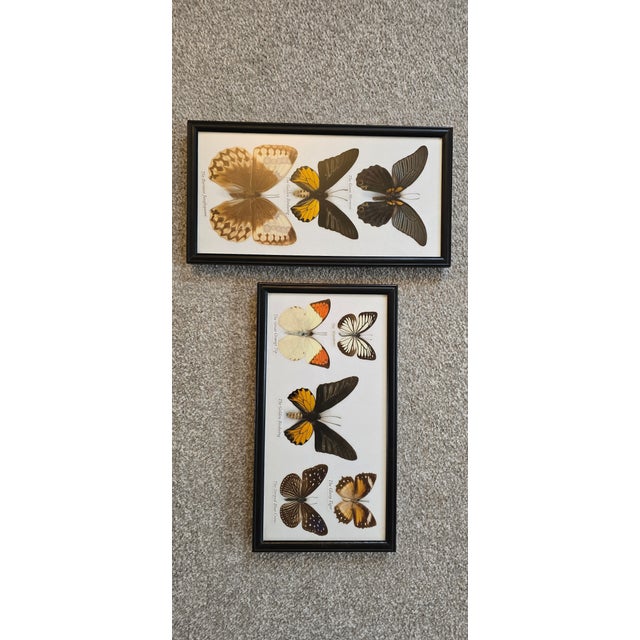 Framed Butterfly Pictures, 1920s, Set of 2 For Sale - Image 4 of 6