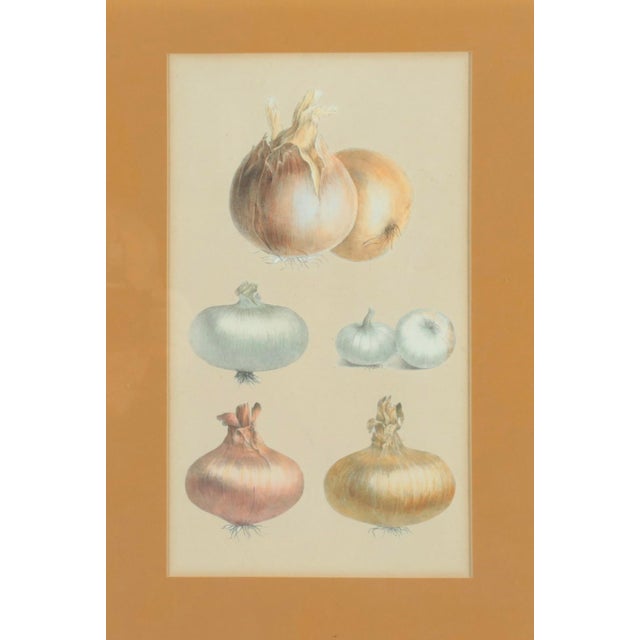 French Antique 19th Century French Botanical Study - Collage of Onions For Sale - Image 3 of 9