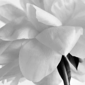 Ugne Pouwell, Peony No.14, 2025, Photo Paper, Limited Edition 10