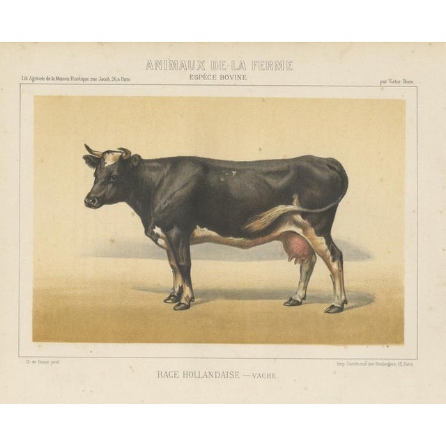 After Charles Olivier de Penne, Dutch Dairy Cow, Black and White Cattle, 1863, Chromolithograph For Sale - Image 9 of 9