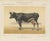 After Charles Olivier de Penne, Dutch Dairy Cow, Black and White Cattle, 1863, Chromolithograph For Sale - Image 9 of 9
