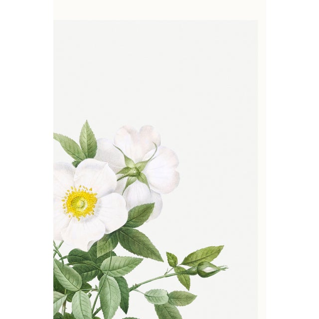Cherokee Rose, Vintage Botanical Art Print Reproduction by Pierre-Joseph Redouté, 24" X 36" For Sale - Image 9 of 11