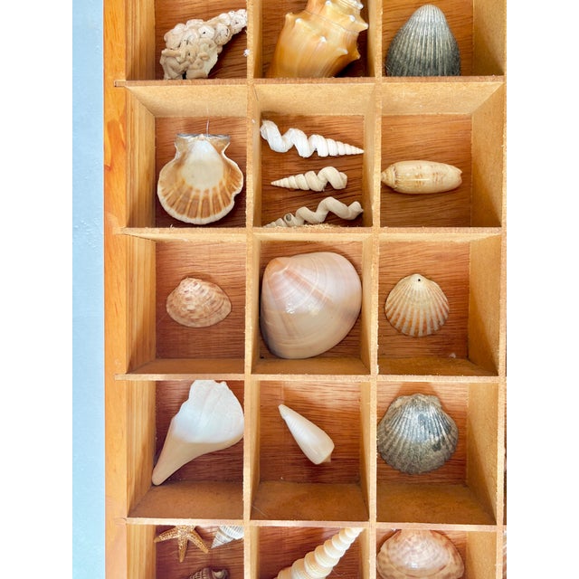 Pair Vintage Folk Art Shadow Boxes With Seashell Collection Coastal Boho Chic For Sale - Image 13 of 18