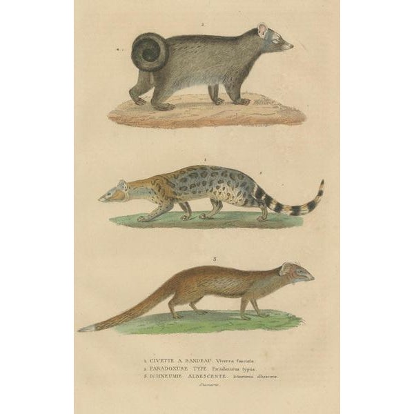 Mid 19th Century Banded and Asian Palm Civet and Enigmatic Mongoose, 1845, Paper For Sale - Image 5 of 6