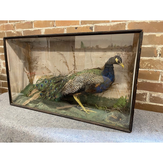 A spectacular and rare full-body taxidermy specimen of a male Indian Blue peacock, preserved inside its original wooden...