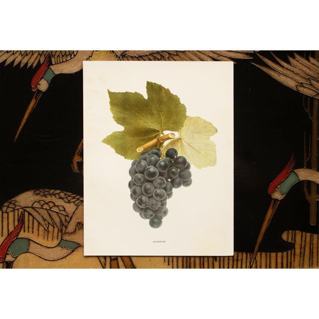 1900s U. P. Hedrick, Original Antique Photogravure of Champion Grapes For Sale In Dallas - Image 6 of 7
