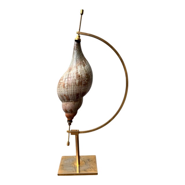 Vintage 7-Inch Horse Conch Shell on Rotating Armillary Specimen Stand For Sale