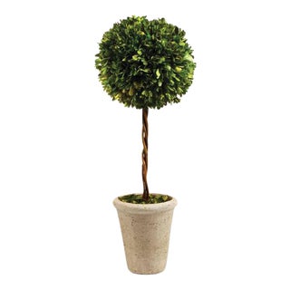 Boxwood Single Ball Topiary from Kenneth Ludwig Chicago For Sale