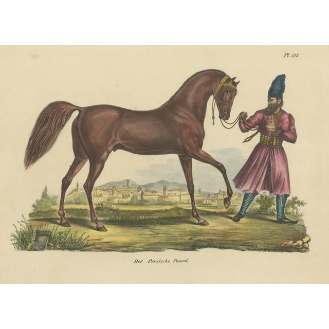 Schinz, Illustration of a Persian Horse, 1845, Hand Colored Print For Sale - Image 3 of 6