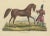 Schinz, Illustration of a Persian Horse, 1845, Hand Colored Print For Sale - Image 3 of 6