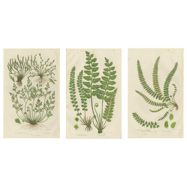 Common Club Moss, Alpine Club Moss and Fir Club Moss Botanical Triptych, 1873, Set of 3 For Sale - Image 9 of 9