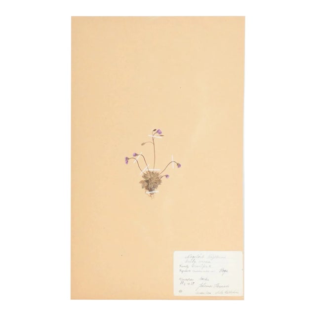 Vintage Swedish Herbarium - Spring Draba, Circa 1938 For Sale