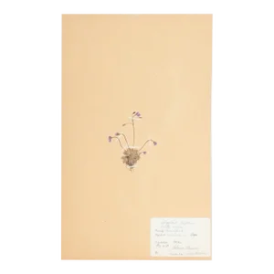 Vintage Swedish Herbarium - Spring Draba, Circa 1938