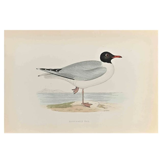 Alexander Francis Lydon, Black- Headed Gull, Woodcut Print, 1870 For Sale