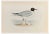 Alexander Francis Lydon, Black- Headed Gull, Woodcut Print, 1870 For Sale