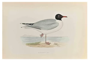 Alexander Francis Lydon, Black- Headed Gull, Woodcut Print, 1870