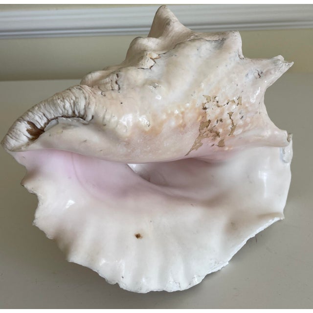 Contemporary Large Vintage Conch Shell For Sale - Image 3 of 9