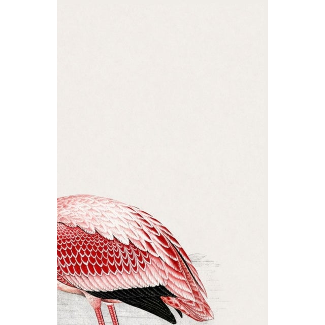 Lesser Flamingo by C. G. Finch-Davies, Vintage Reproduction Bird Art Print, 26″ × 40″ For Sale In Buffalo - Image 6 of 8