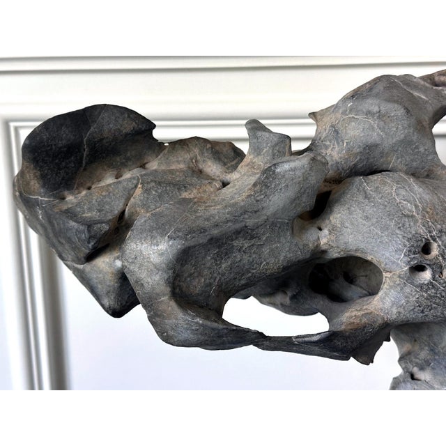Extraordinary Chinese Taihu Scholar Stone Rare Form on Display Stand For Sale - Image 12 of 18
