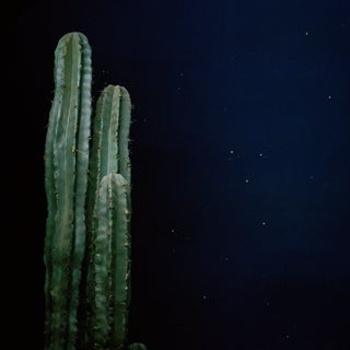 Photograph - Cactus Night For Sale