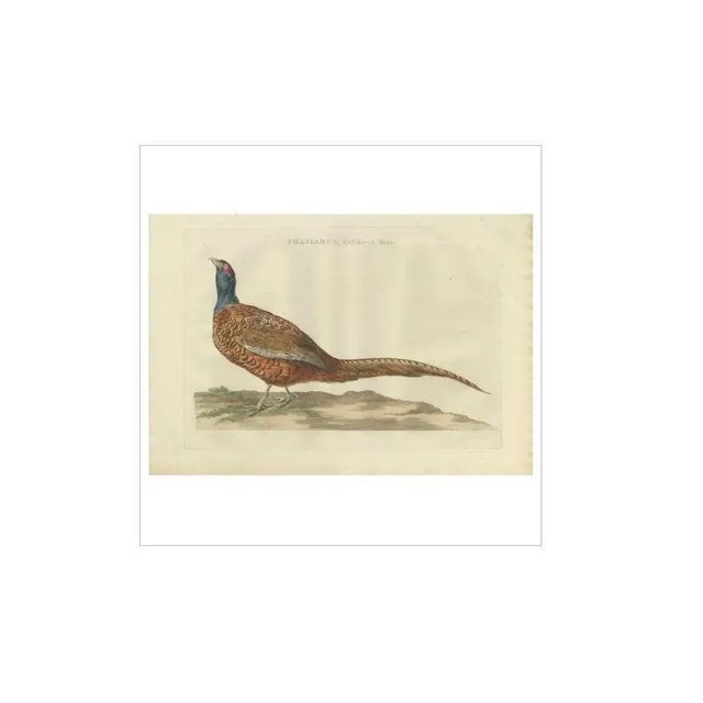 Antique print titled 'phasianus, colchicus, mas'. The common pheasant (phasianus colchicus) is a bird in the pheasant...