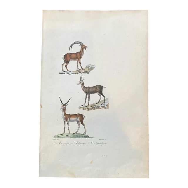French Antique 18th Century "Le Antilope" Animal Engraving Hand Colored Signed Artwork For Sale