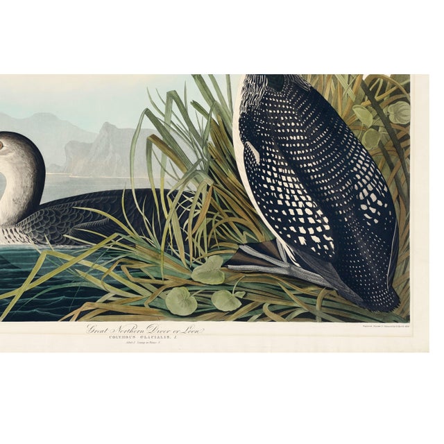 Great Northern Diver or Loon, Vintage Art Print Reproduction From Birds of America by John James Audubon, 60" X 40" For Sale - Image 11 of 11