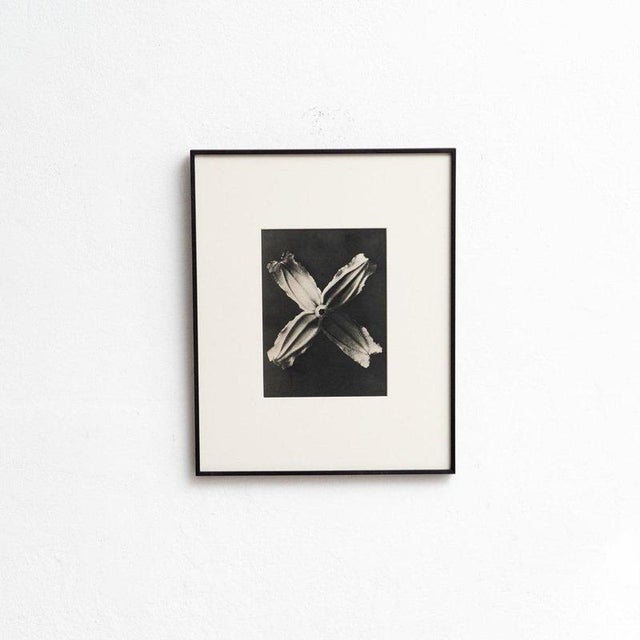Karl Blossfeldt, Natural Grace, 1942, Photogravure, Framed For Sale - Image 9 of 13