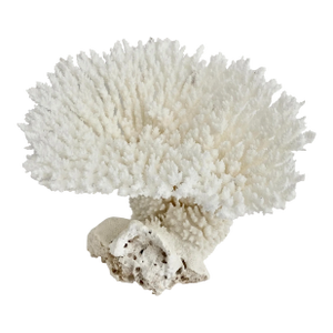 Rare Natural Table Coral Specimen Coastal Decor