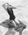 Girl On The Beach by Toni Frissell Beachwear fashion shoot, 1947. (Photo by Toni Frissell) 20x16" inches / 50x40cm paper...
