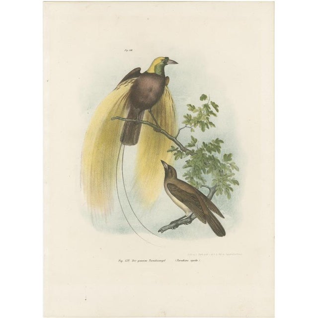 Greater Bird of Paradise Hand-Colored Lithograph, 1832 For Sale - Image 11 of 11