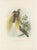 Greater Bird of Paradise Hand-Colored Lithograph, 1832 For Sale - Image 11 of 11