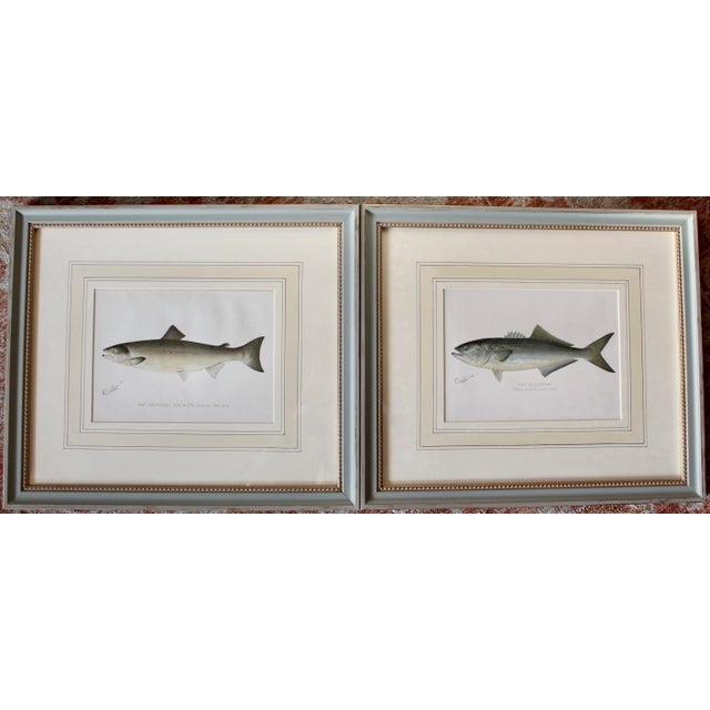 S. F. Denton American Fish Prints in Finely Matted Frames- Set of Six For Sale - Image 4 of 12