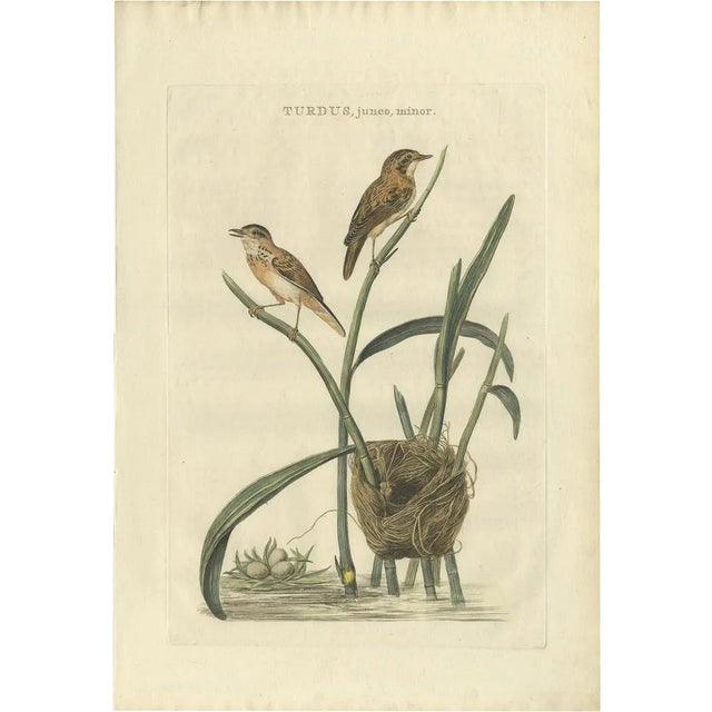 Eurasian Reed Warbler with Nest and Eggs, 1789, Paper For Sale