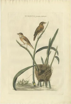 Eurasian Reed Warbler with Nest and Eggs, 1789, Paper