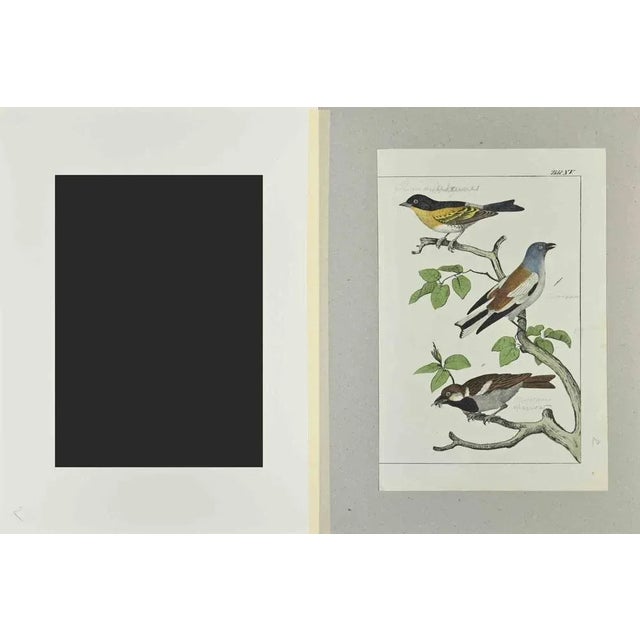 Sparrow is an Etching hand colored realized by Gotthilf Heinrich von Schubert - Johann Friedrich Naumann, Illustration...