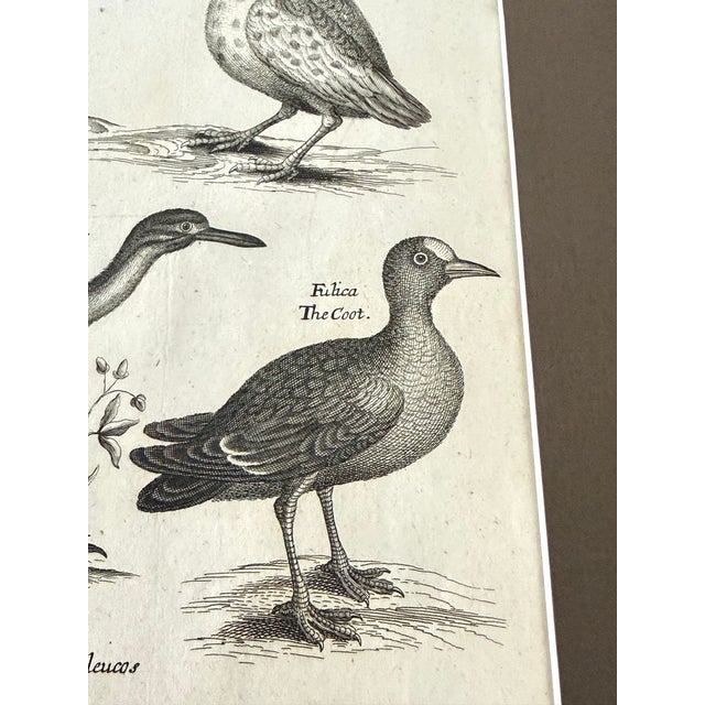 English 1678 Francis Willughby "Diving Birds" Copperplate Engraving – Archivally Matted For Sale - Image 3 of 6