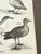 English 1678 Francis Willughby "Diving Birds" Copperplate Engraving – Archivally Matted For Sale - Image 3 of 6